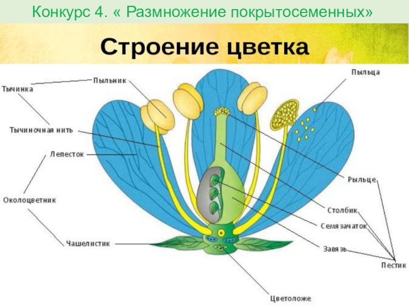 Органами размножения покрытосеменных являются. Строение цветка покрытосеменных растений. Схема строения цветка покрытосеменных. Строение пестика покрытосеменных. Строение цветков покрытосеменных растений.