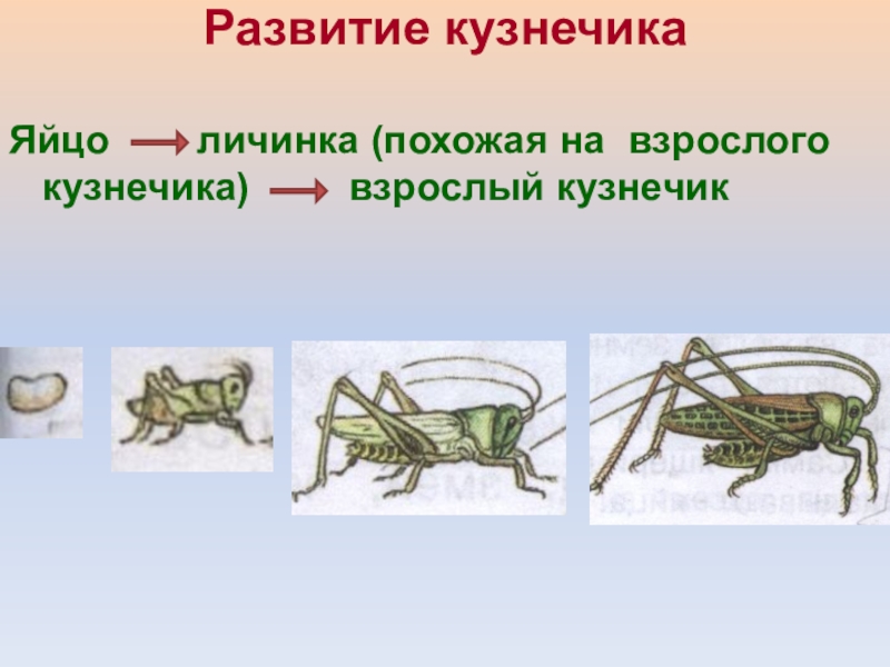 Какой тип развития у саранчи. Жизненный цикл кузнечика. Жизненный цикл развития кузнечика. Стадии развития кузнечика. Цикл развития кузнечика схема.