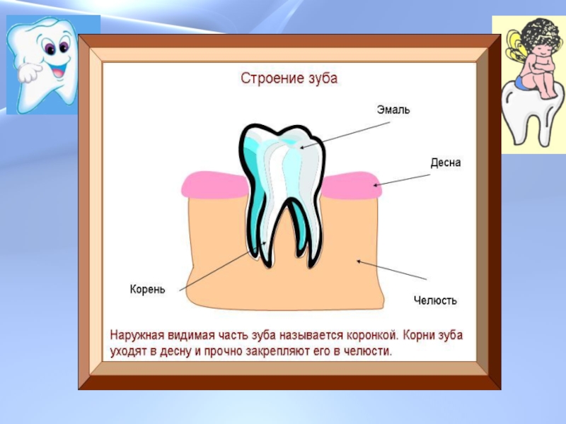 Зубы с корнями рисунок