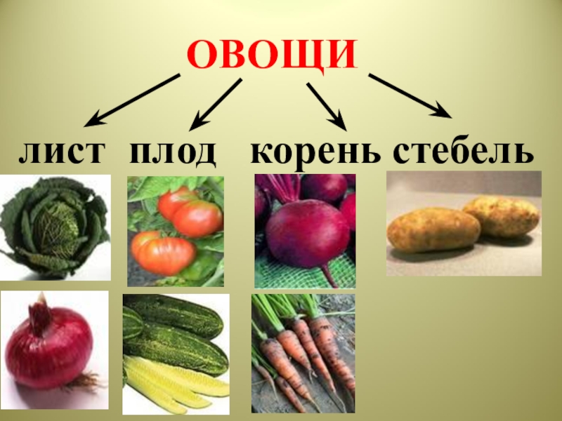 Классификация и происхождение овощных растений
