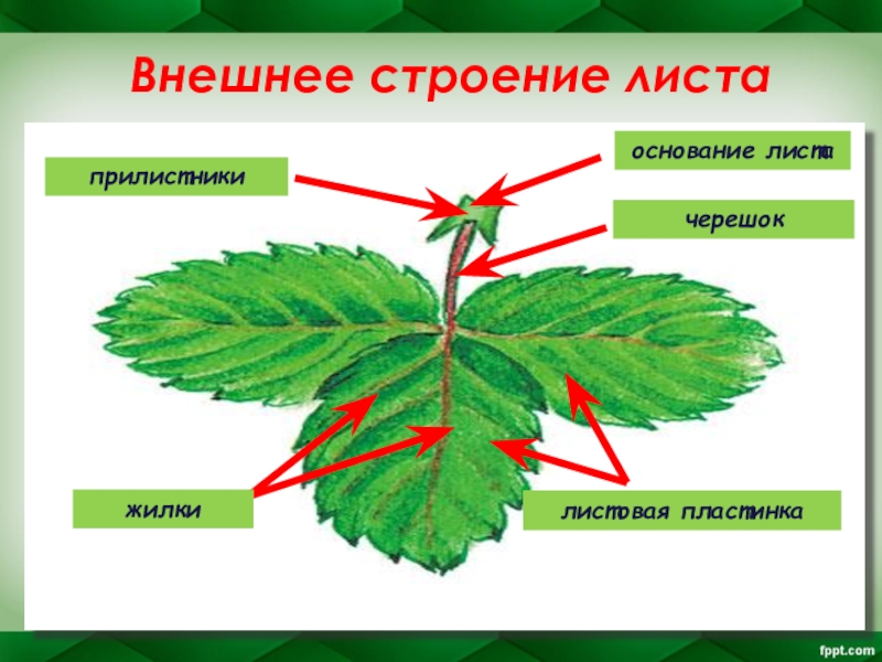 Биология 6 класс тема строение листа. Строение листа с прилистниками. Черешок прилистники листовая пластинка. Лист земляники с прилистниками. Внешнее строение листовой пластинки.