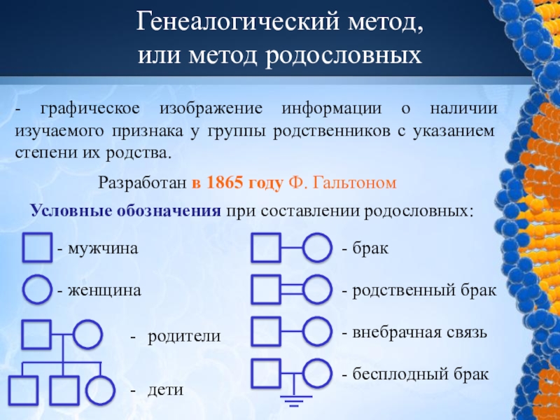 Сколько поколений представлено в графическом изображении родословной пробанда