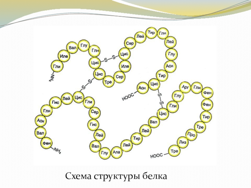 Первичная структура белка картинка