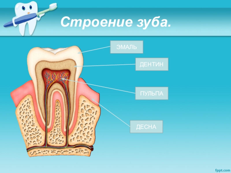 Строение зуба для детей. Зуб эмаль дентин пульпа. Строение зуба пульпа эмаль. Строение зубов эмаль Десна.