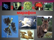 Презентация по биологии Экологический марафон (5-8 класс) Игровые технологии