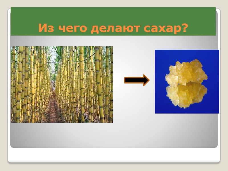 Как делают сахар. Из чего делается сахар. Сахар из чего. Из чего делают сахар в России. Как делают сахар в России.