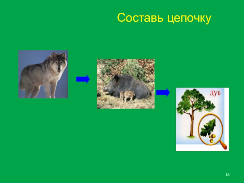 Цепи леса. Цепочка питания природного сообщества лес. Цепь питания природного сообщества леса. Цепь лесного сообщества. Природное сообщество лес цепи питания.