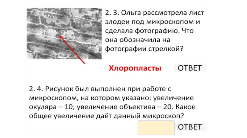 Рисунок был выполнен при работе с микроскопом на котором указано увеличение окуляра 20 объектива 40