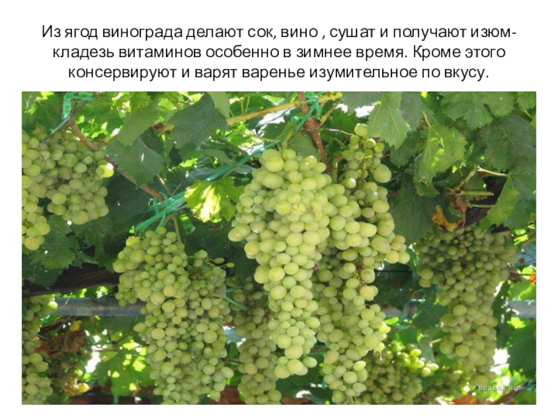 Виноград азалия описание сорта фото