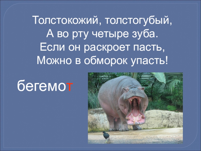 Мой знакомый бегемот план