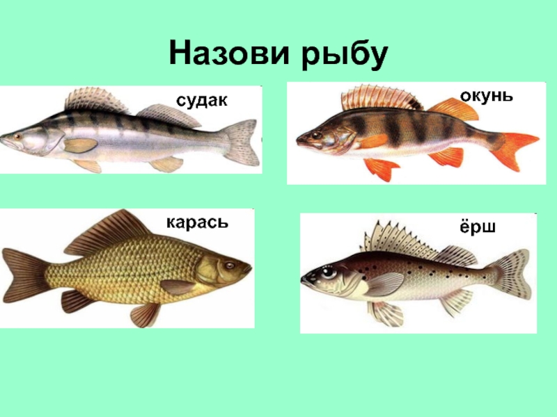 Какие взаимоотношения между окунем и щукой. Окуневые рыбы. Судак и окунь. Речные рыбы для дошкольников. Ерш и окунь.