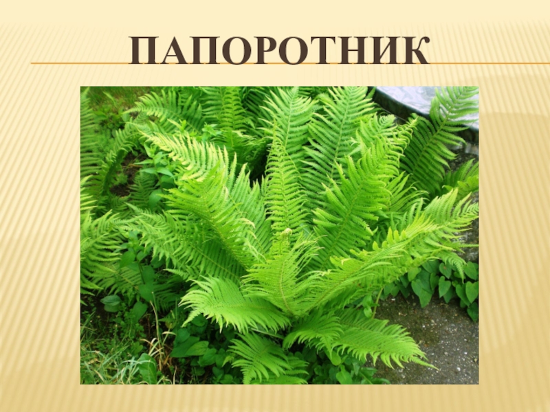 4 царство растения. Царство растений Папоротниковидные. Царство папоротниковых. Царство растения отдел Папоротниковидные класс. Царство папоротниковидных цветок.