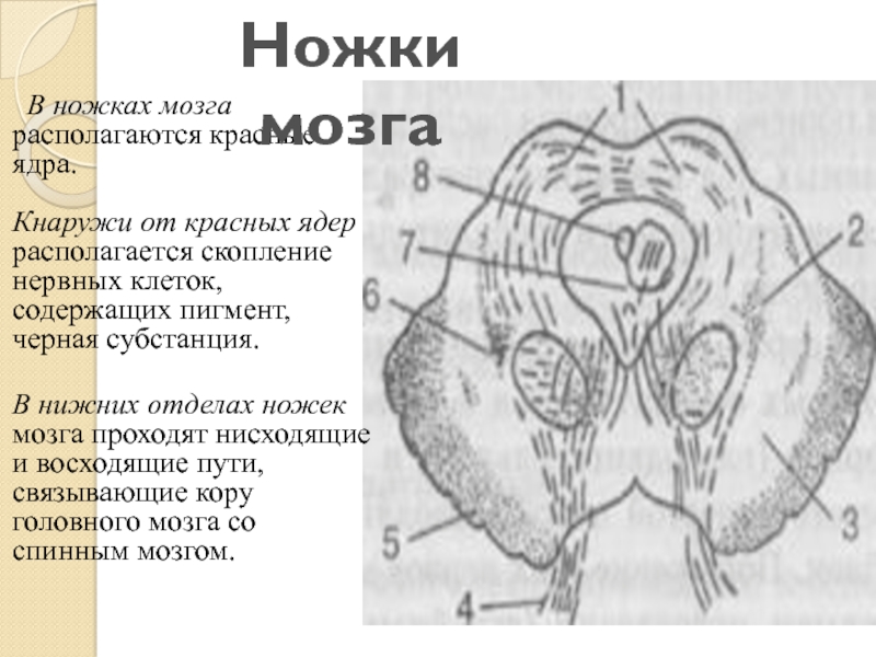 Ножки мозга