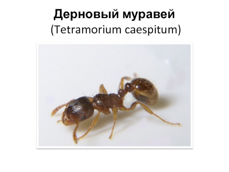 Дерновый муравей  (Tetramorium caespitum)