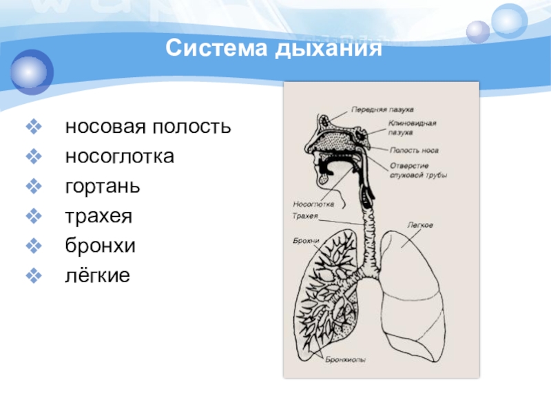 Тема дыхание 8 класс биология. Дыхательная система органов дыхания биология 8 класс. Конспект по биологии 8 класс дыхательная система. Дыхательная система человека схема 4 класс. Дыхательная система органов дыхания 8 класс.