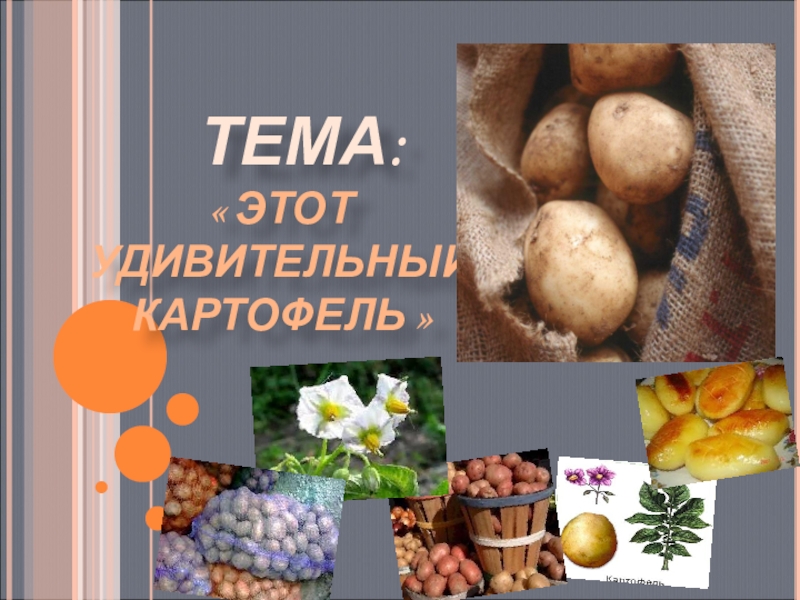 Проект на тему картофель