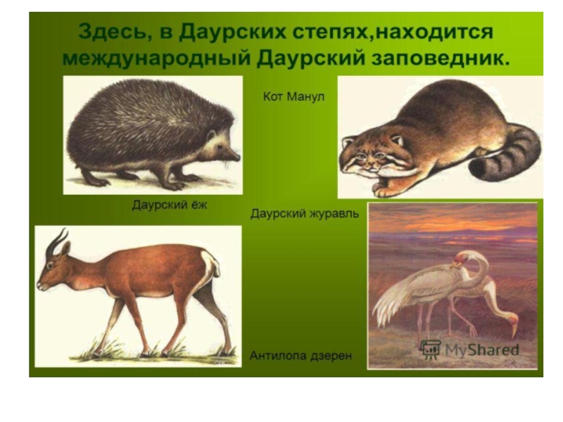 Даурский заповедник сообщение. Приспособление животных к низкому давления. Недавно вымершие животные в Забайкалье. Сообщение о животных 4 класс окружающий мир Забайкальского края. Сообщение животных Забайкальского края окружающий мир 2 класс.