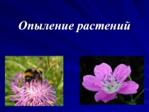 Презентация по биологии на тему Опыление растений