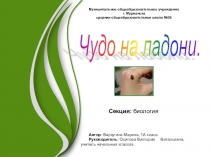 Исследовательская работа ученика 1 класса Чудо на ладони