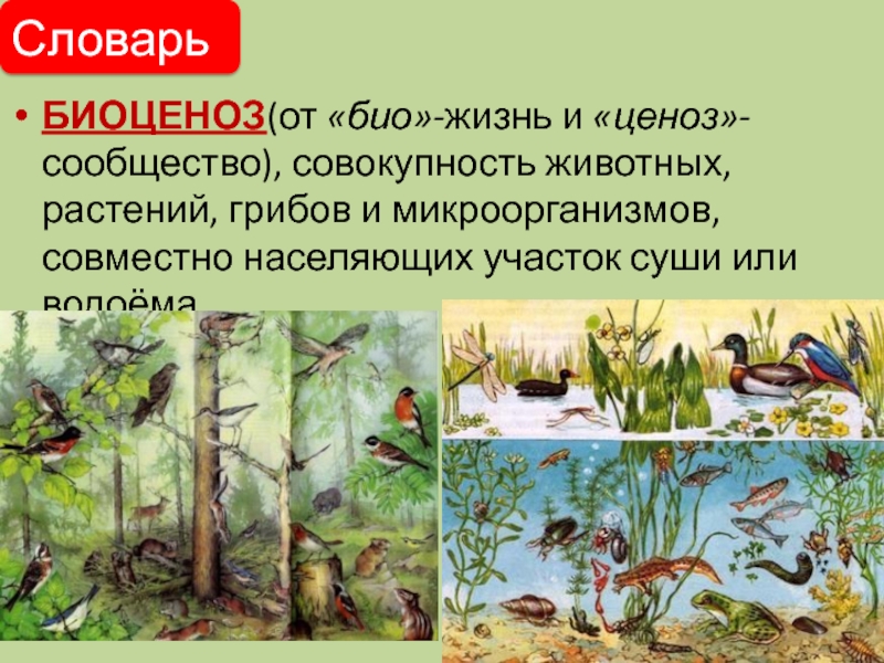 Презентация по теме природные сообщества 5 класс биология