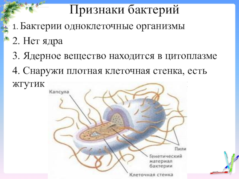 Биология 6 класс строение и жизнедеятельность бактерий презентация