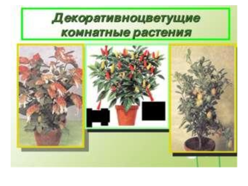 Презентация Презентация по трудовому обучению на тему Ядовитые и самые популярные комнатные растения в нашей школе ( 10 класс)