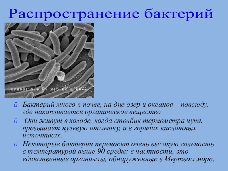 Бактерии 8 класс. Распространение бактерий 5 класс биология. Где распространены бактерии 5 класс. Бактерии обитают. Распространение бактерий в природе.