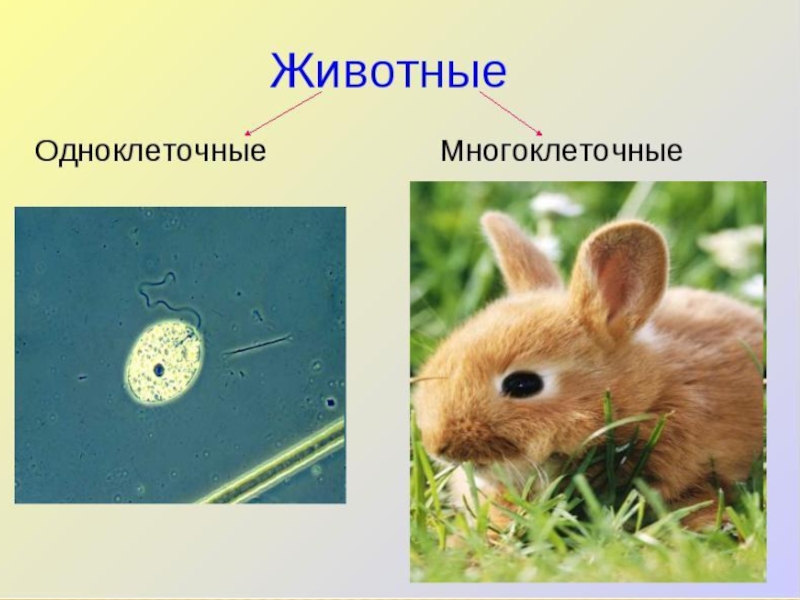 Презентации проекты биология 5 класс