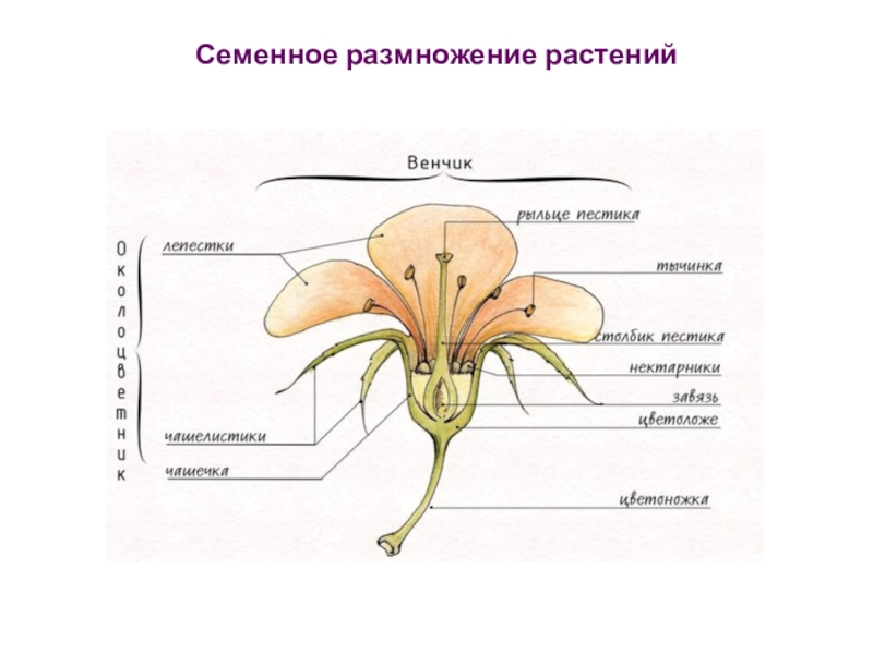 Семенное размножение растений