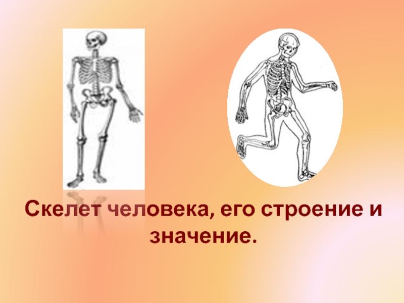 Презентация Презентация по биологии на тему: Скелет человека, его строение и значение.