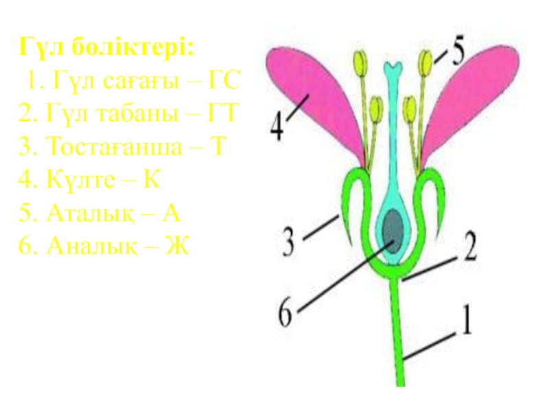 Гүлдің құрылысы презентация