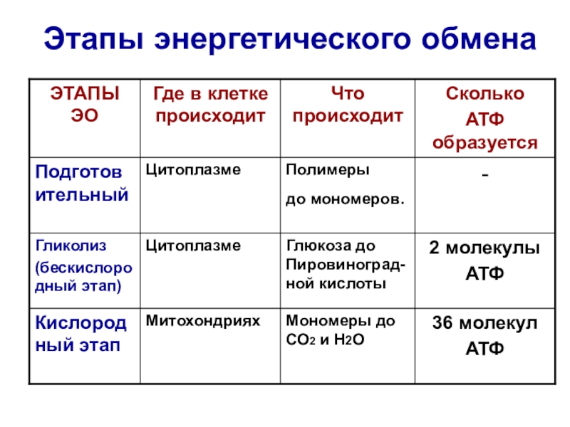 Энергетический обмен этапы схема