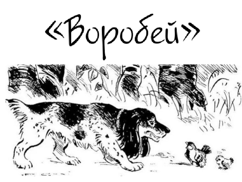 Стихотворение воробей тургенев. Иван Тургенев Воробей. Рассказ Воробей Тургенев. Иван Тургенев Воробей рассказ. Иван Тургенев собака.