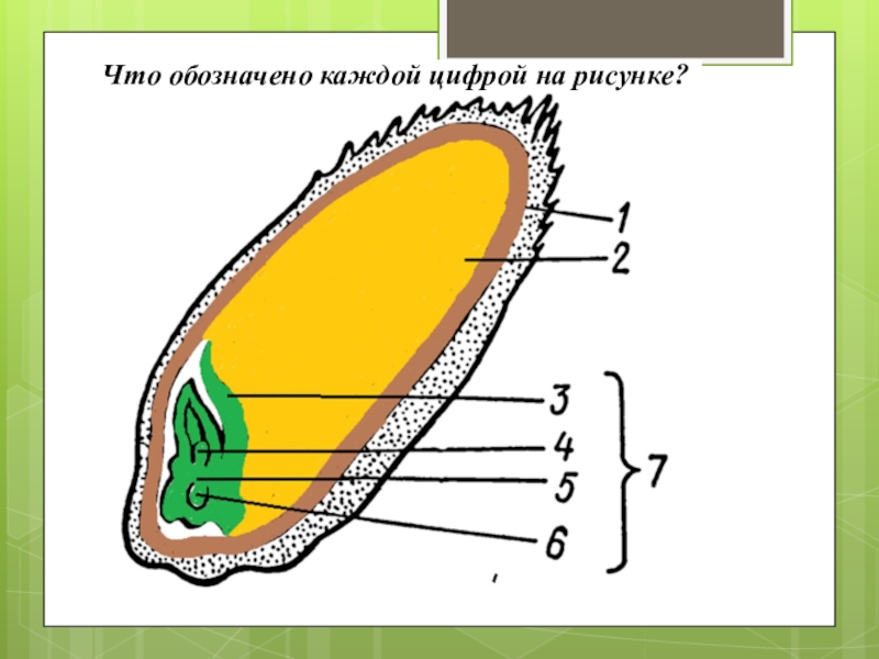 Что обозначено цифрами 1 4. Что обозначает цифра 6. Что на рисунке обозначено цифрой 5. Что обозначено цифрой 6 биология. Укажи, что обозначено цифрой 6..