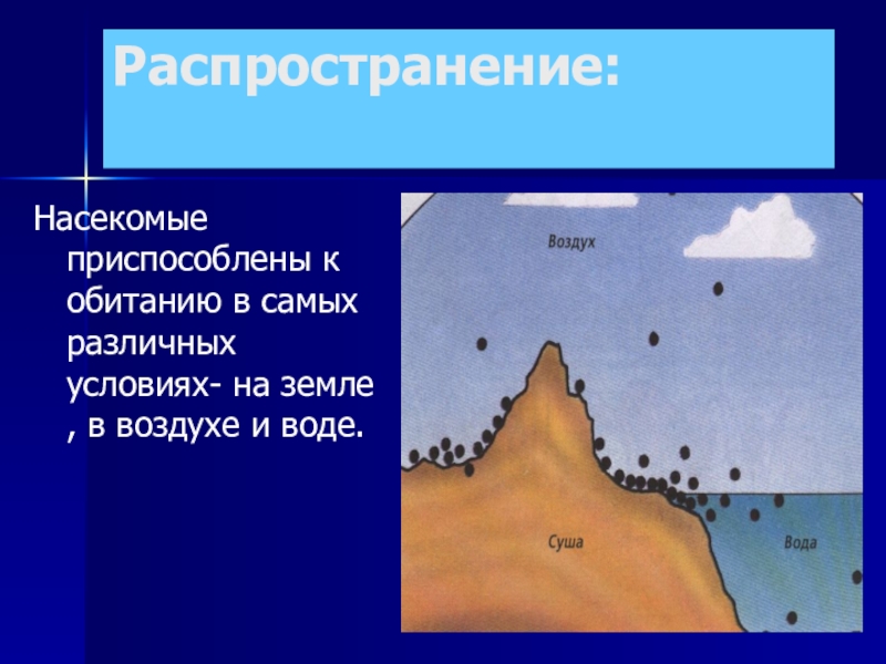 Распространение насекомых. Распространенность насекомых.