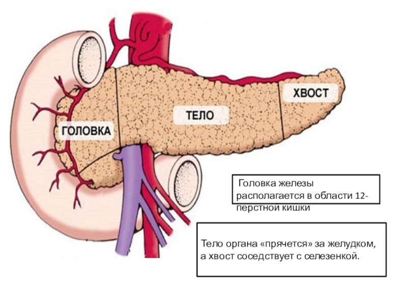 Поджелудочная железа головка