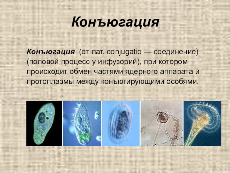 Благодаря конъюгации происходит. Конъюгация. Конъюгация характерна для. Конъюгация это в биологии. Половой процесс конъюгация характерен для.