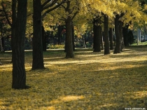 Презентация по русскому языку на тему