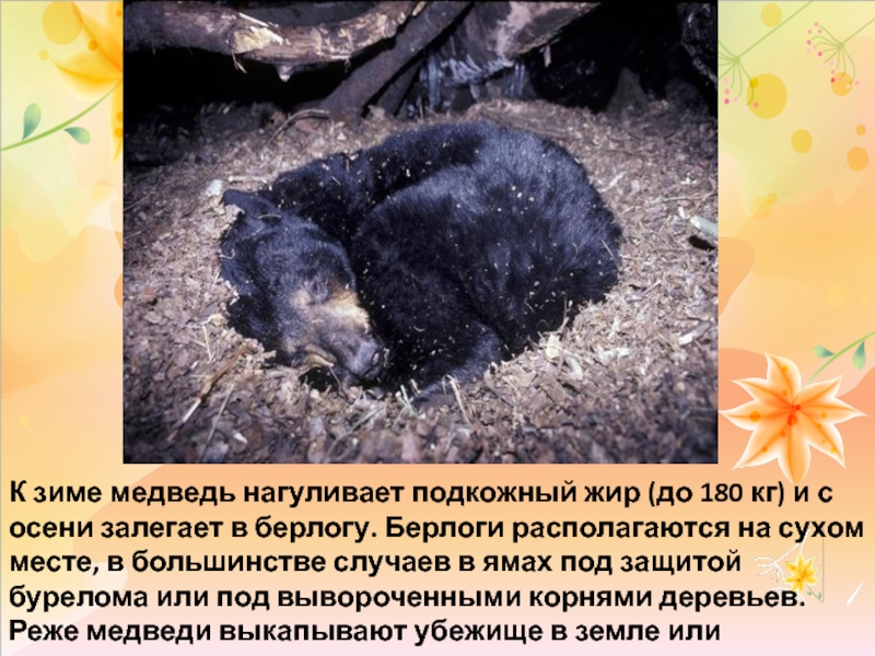К зиме медведь нагуливает подкожный жир (до 180 кг) и с осени залегает в берлогу. Берлоги располагаются