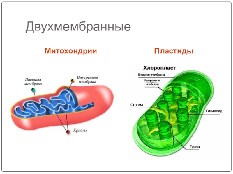 Пластиды митохондрии органоиды. Двумембраные митохондрии. Митохондрии и хлоропласты строение и функции. Митохондрия строение граны. Строение митохондрий и хлоропластов.