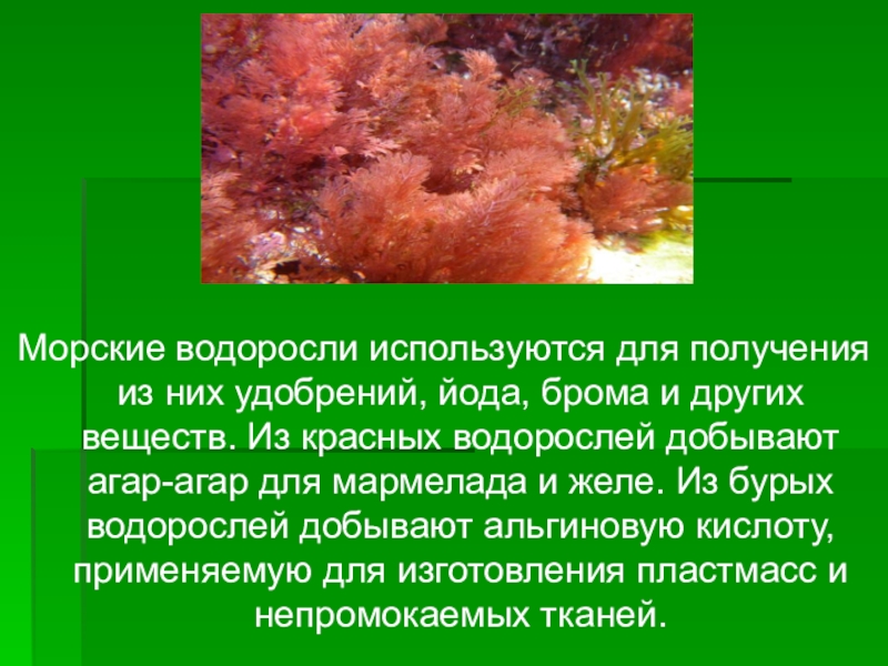 Из водорослей получают. Красные водоросли биология. Красные водоросли с йодом. Красные водоросли использование. Питание красных водорослей.