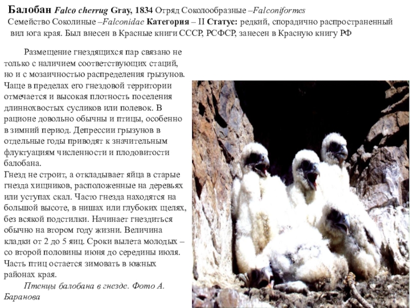 Балобан Falcо cherrug Gray, 1834 Отряд Соколообразные –Falconiformes Семейство Соколиные –Falconidae Категория – II Статус: редкий, спорадично распространенный вил юга края.