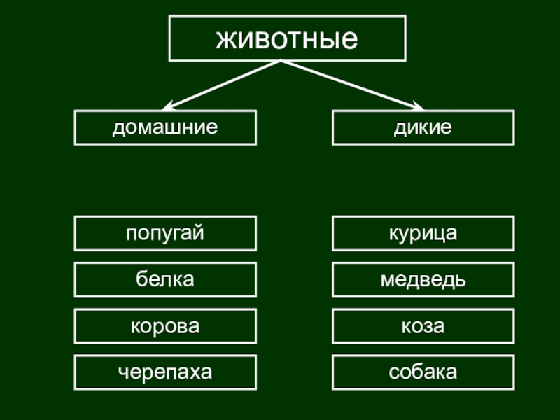 Запишите задание на классификацию животных. Задание на классификацию животных. Задание на классификацию животных 3 класс. Задания на систематику животных. Классификация животных 3 класс.