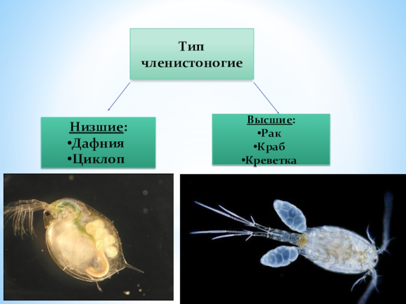 Низшие раки. Дафнии, циклопы Членистоногие. Ракообразные низшие дафнии и циклопы. Рачки дафнии и циклопы. Класс ракообразные дафнии Циклоп.
