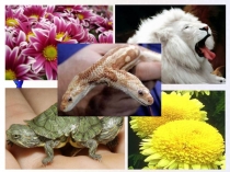 Презентация к уроку Классификация мутаций.