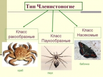 Презентация по теме: Класс Паукообразные
