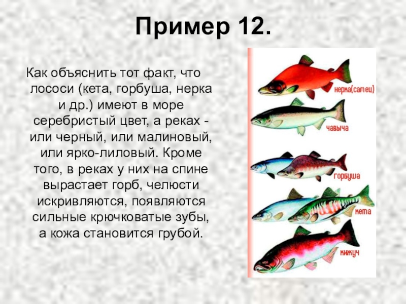 Нерка или кета. Горбуша и лосось одно и тоже или нет. Горбуша кета нерка. Чем отличается лосось от кеты и горбуши. Горбуша и нерка в чем отличие.