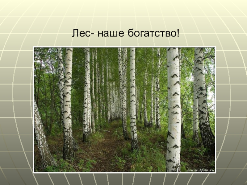 Презентация лес наше богатство для подготовительной группы