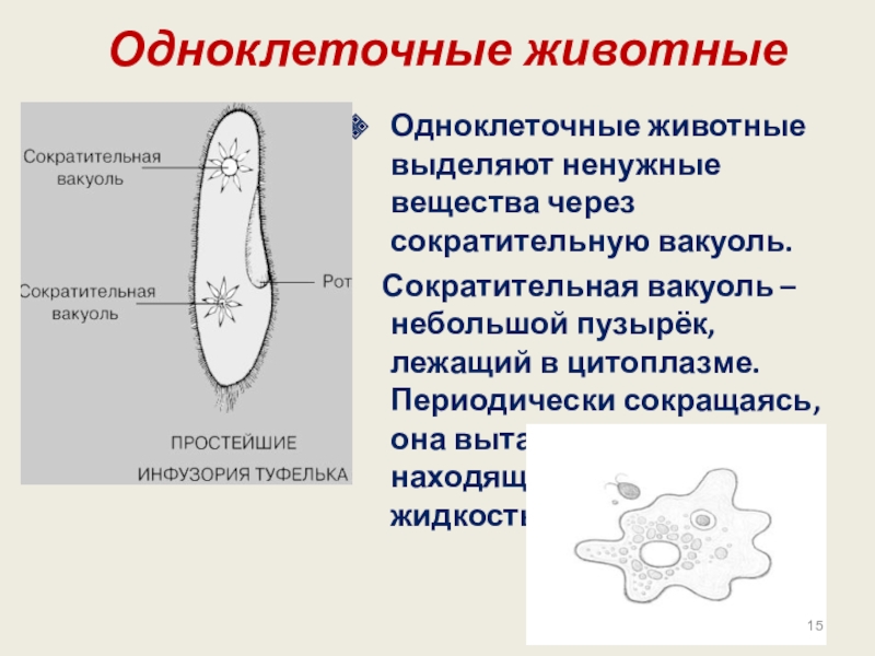 Сколько сократительных вакуолей. Система дыхания у одноклеточных. Одноклеточные животные. Выделение у одноклеточных животных. Выделение веществ у одноклеточных.