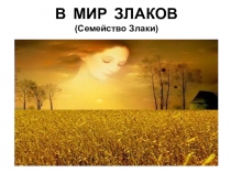 Презентация к уроку биологии Семейство Злаки